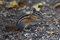 ouray6chipmunk2