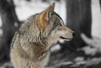 brauner_wolf1