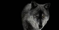 schwarzer_wolf_3